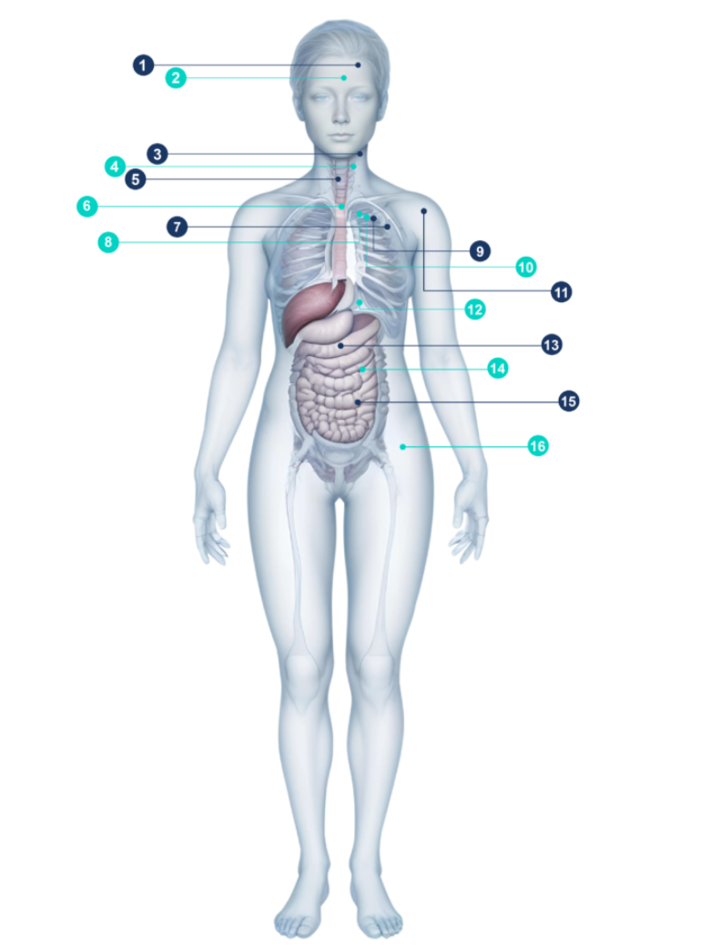Female Body Scans