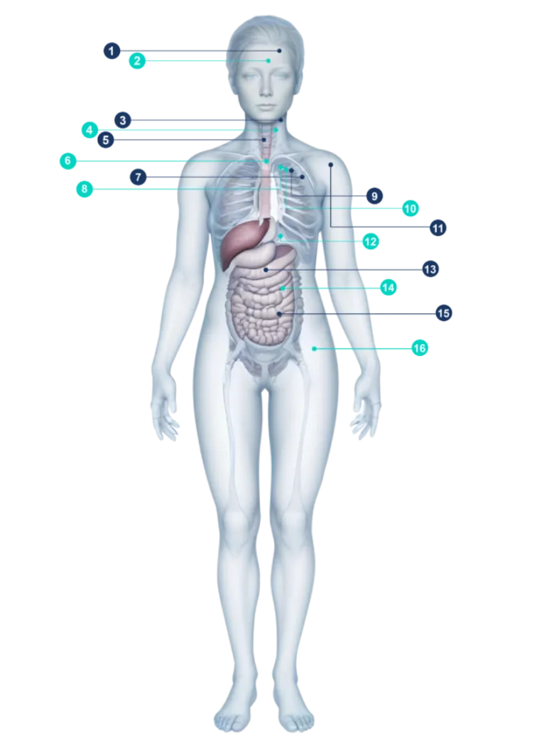 Female Body Scans