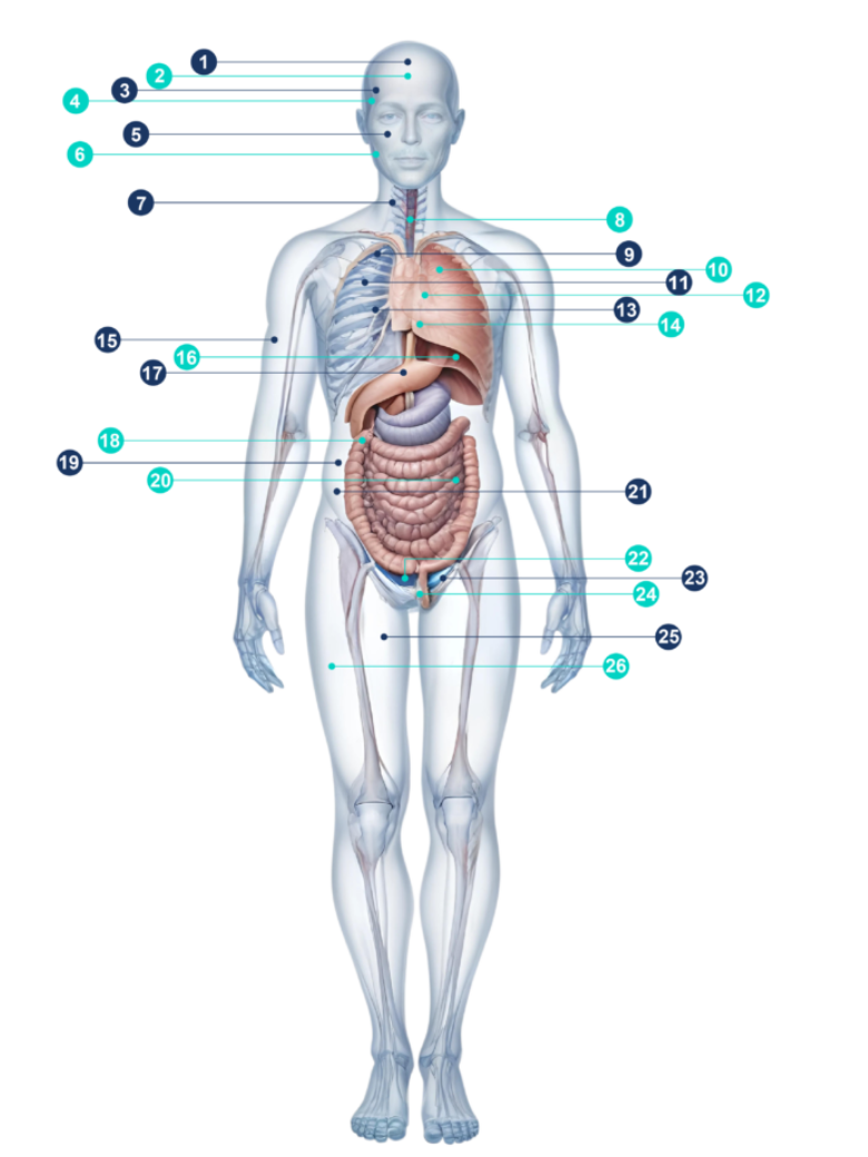 Male Body Diseases