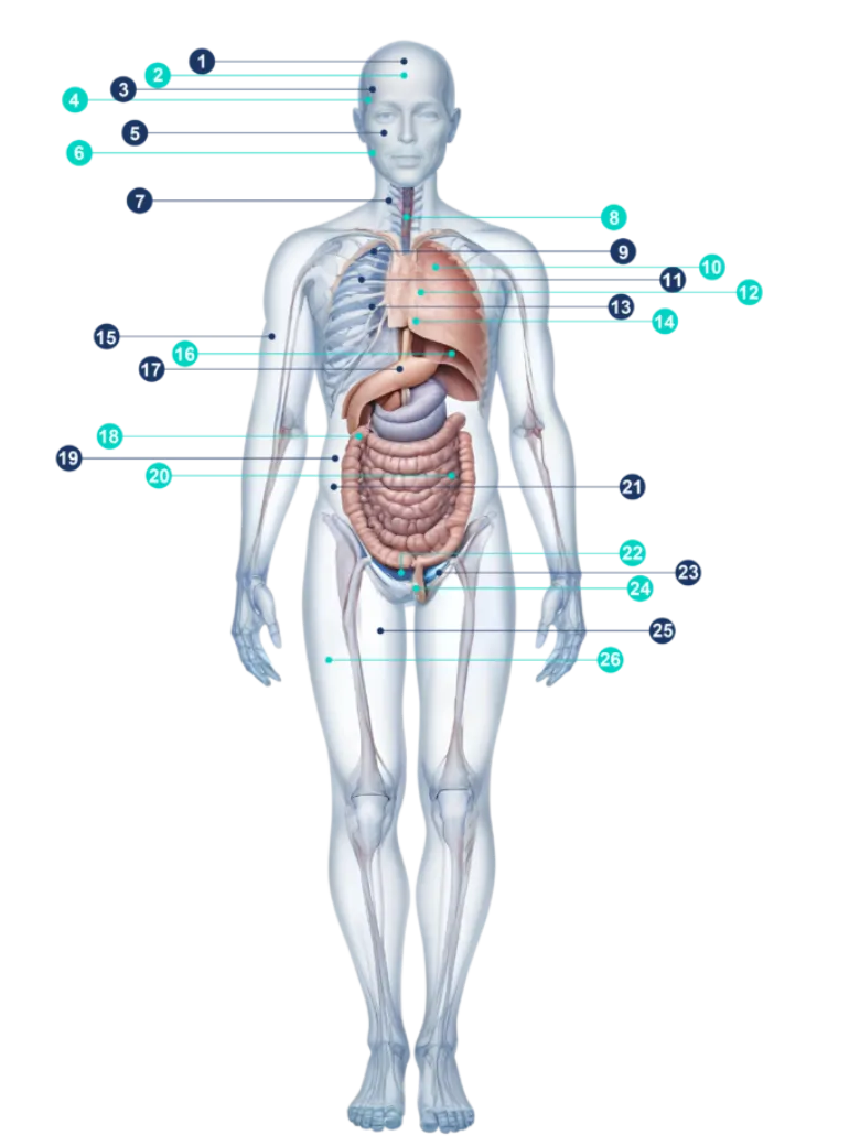 Male Body Diseases