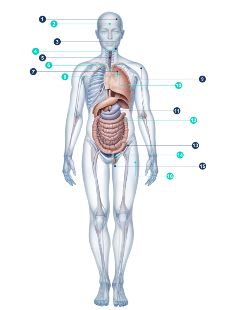 Male Body Scans