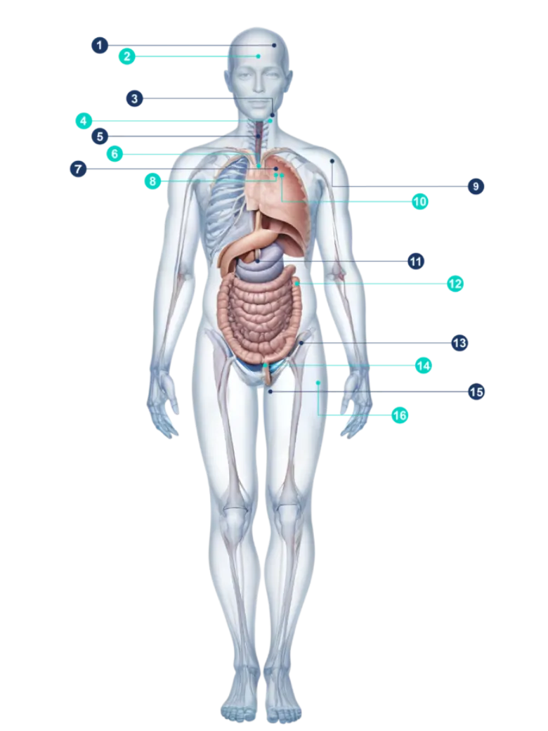 Male Body Scans