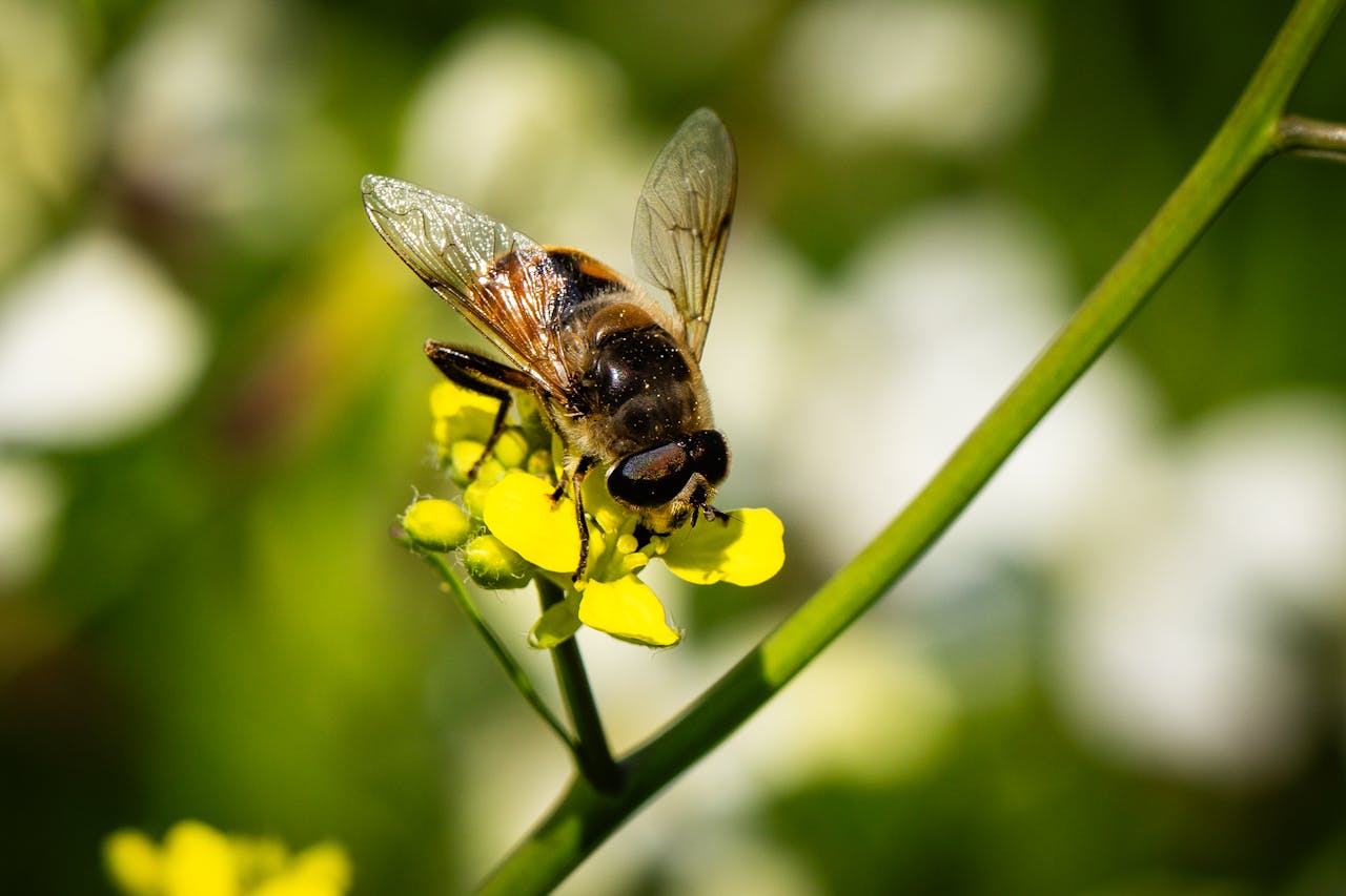 Bee pollinating a flower – used in bee pollen and Lion’s Mane supplements