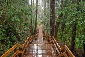Health benefits of spending time in nature