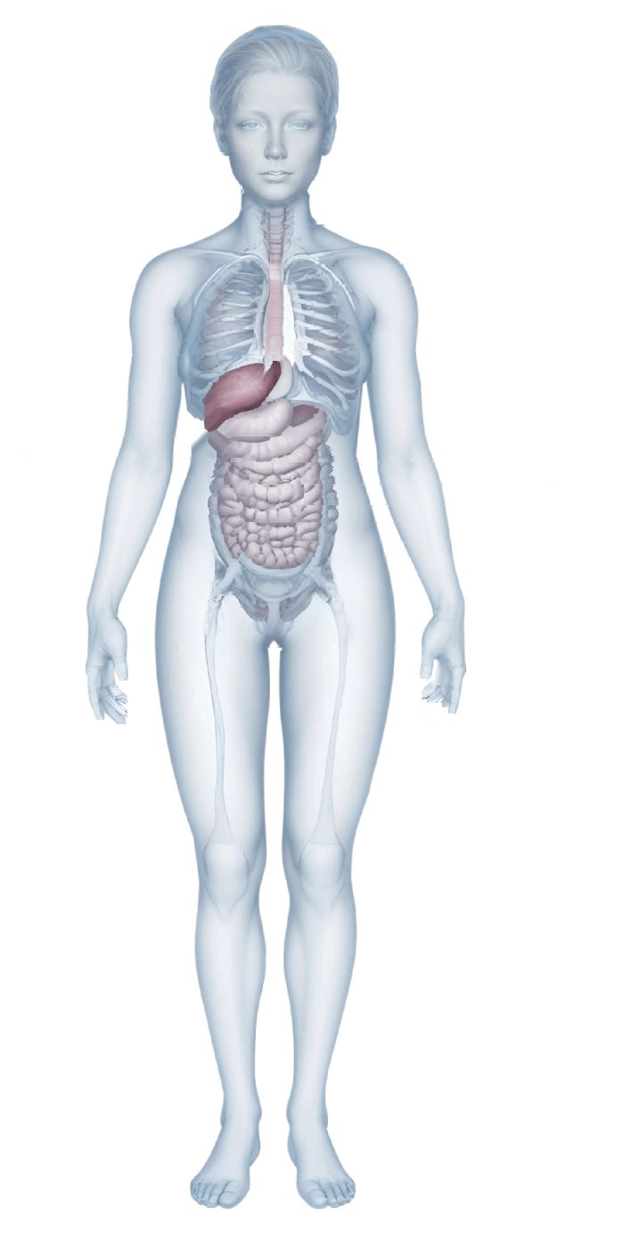 Translucent anatomical illustration of a female body showing the internal organs