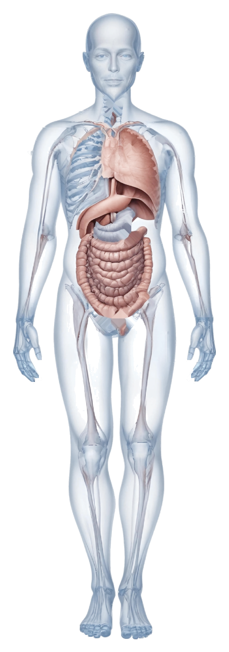 Translucent anatomical illustration of a male body showing the internal organs